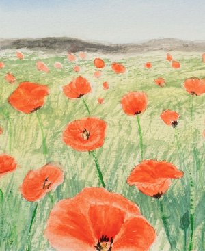 poppy-field.jpg